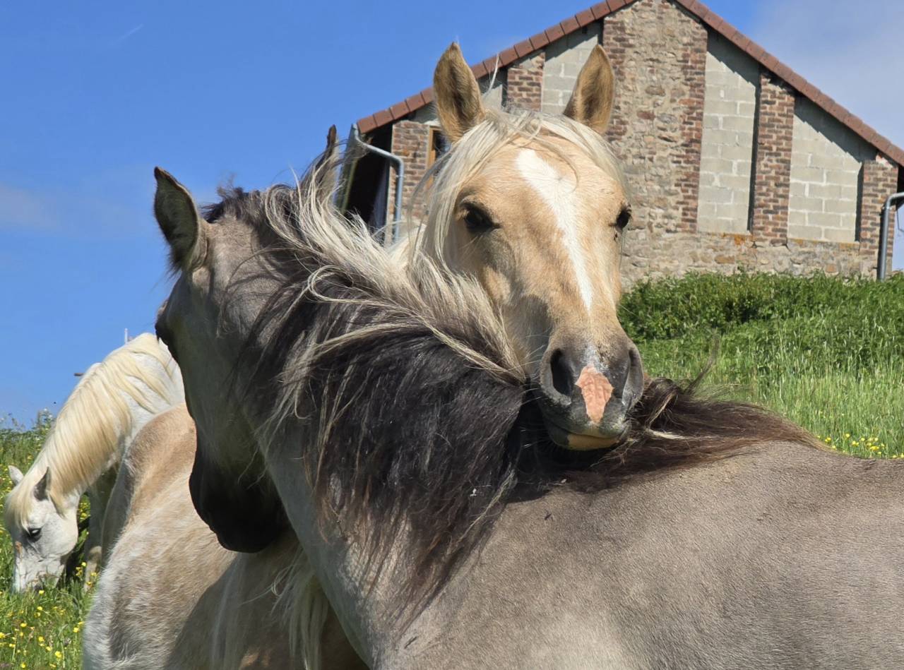 Merrie Welsh Pony (Section D), Welsh Cob  Te koop 2023 Palomino ,  Just a breeze Kiba