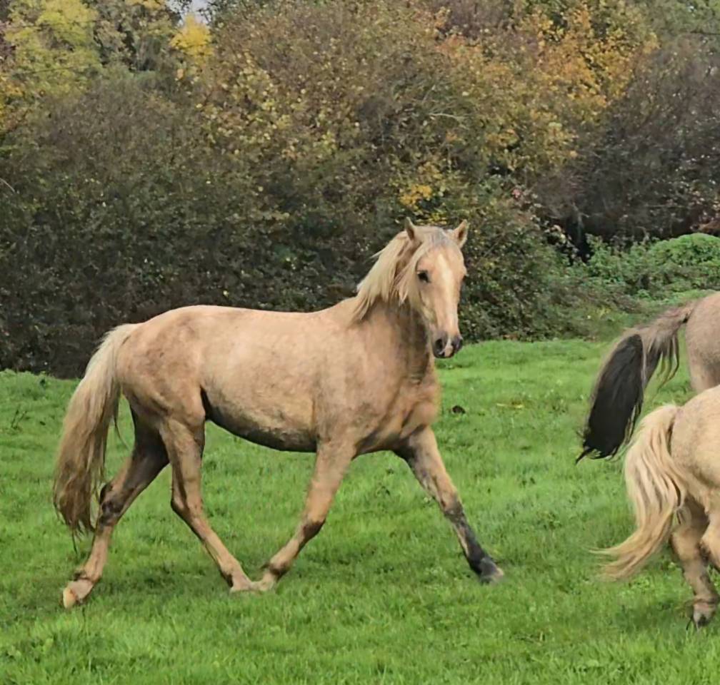 Merrie Welsh Pony (Section D), Welsh Cob  Te koop 2023 Palomino ,  Just a breeze Kiba
