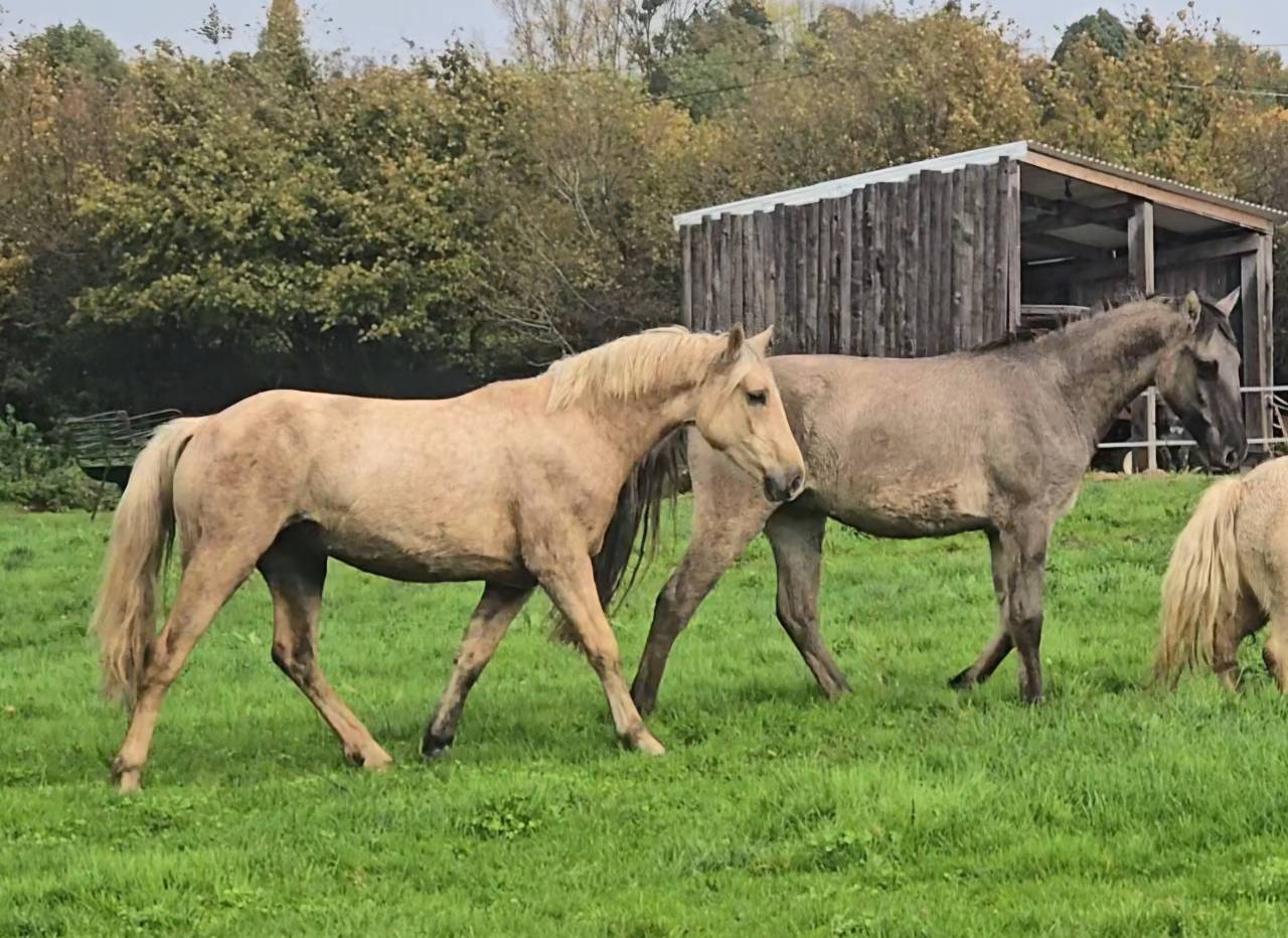 Merrie Welsh Pony (Section D), Welsh Cob  Te koop 2023 Palomino ,  Just a breeze Kiba
