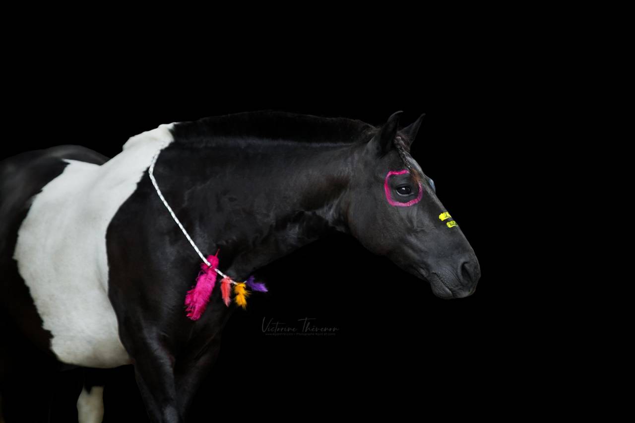 Ruin Andere pony rassen Te koop 2016 Bontzwart