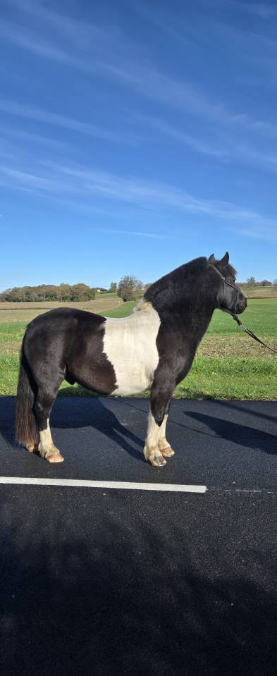 Ruin Andere pony rassen Te koop 2016 Bontzwart