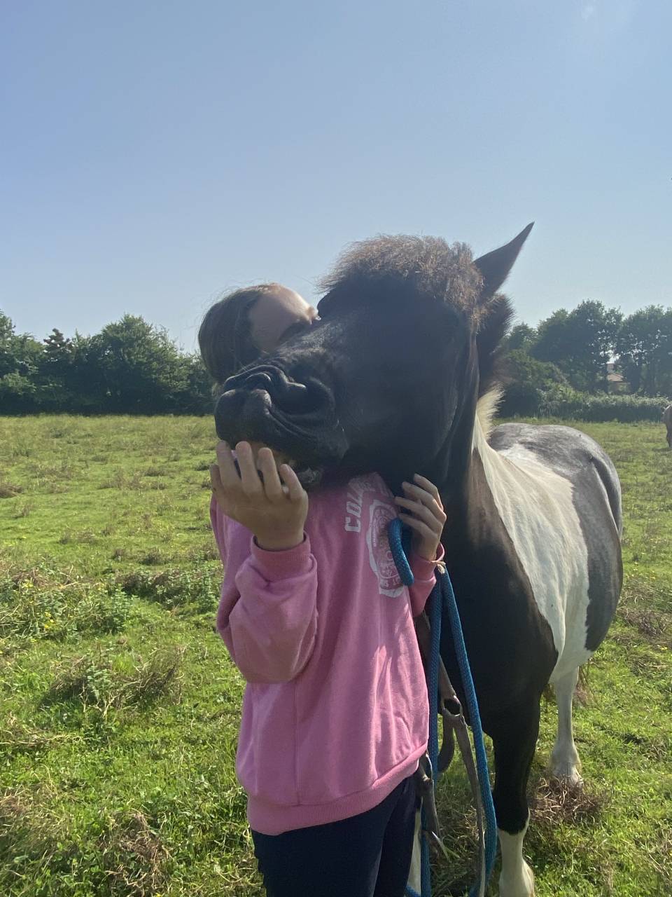 Ruin Andere pony rassen Te koop 2016 Bontzwart