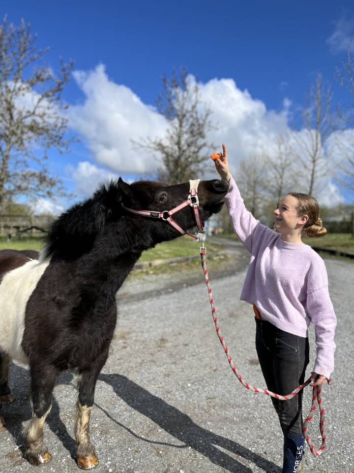 Ruin Andere pony rassen Te koop 2016 Bontzwart