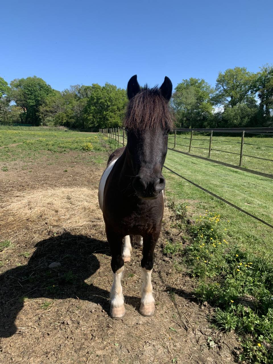 Ruin Andere pony rassen Te koop 2016 Bontzwart