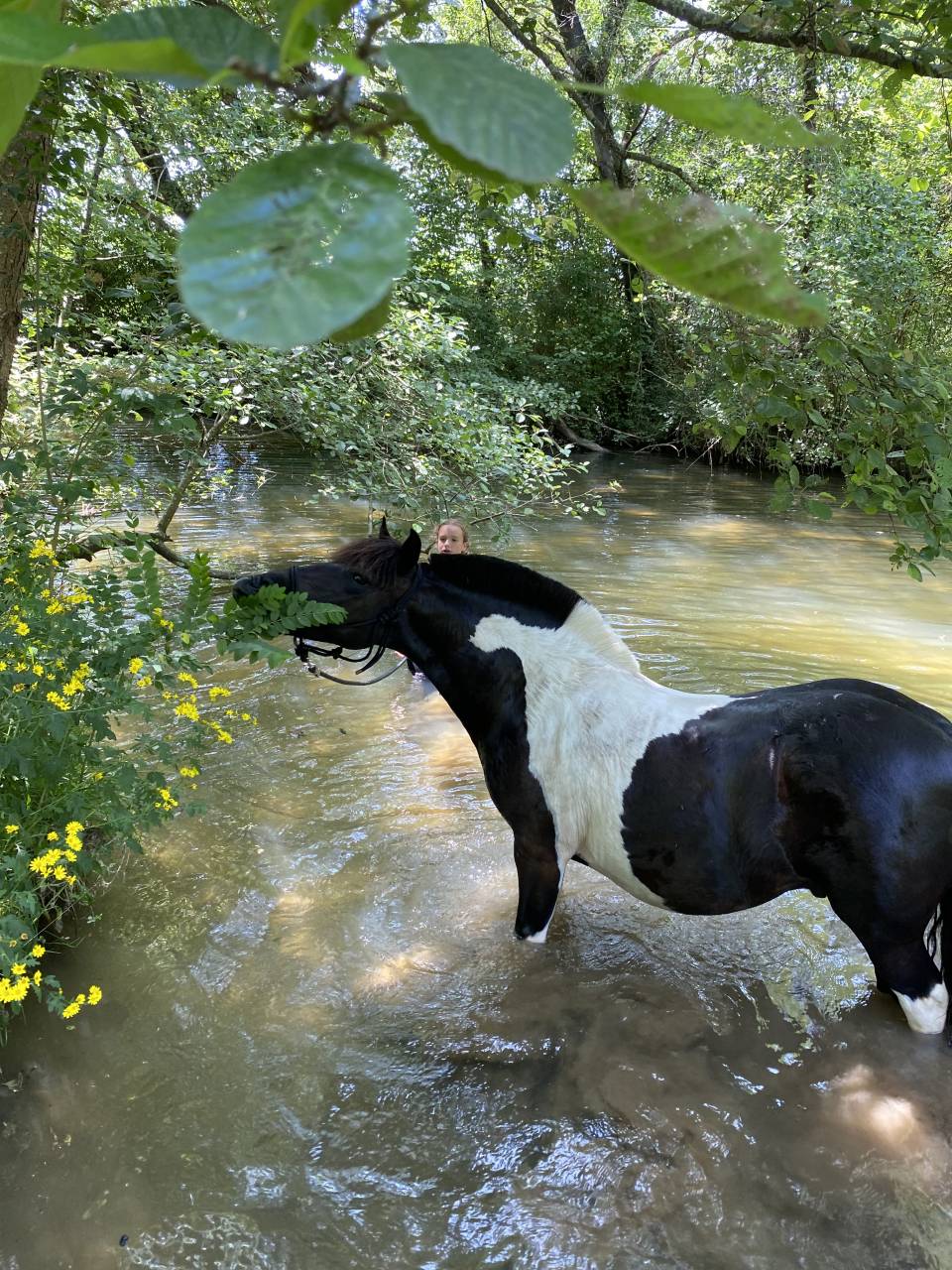 Ruin Andere pony rassen Te koop 2016 Bontzwart