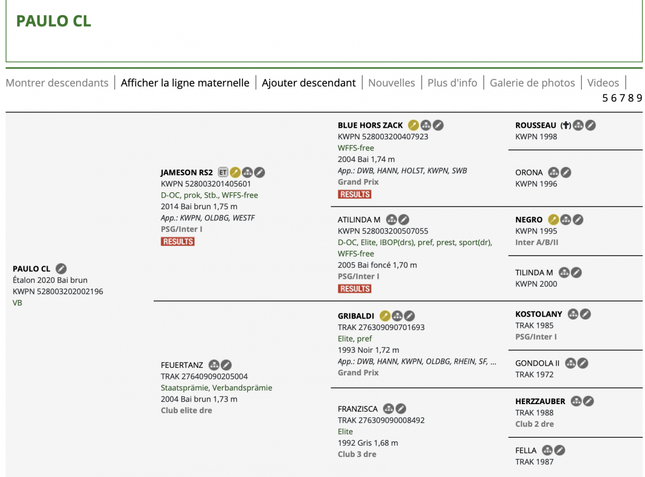 Ruin KWPN Nederlands sportpaard Te koop 2020 Zwart