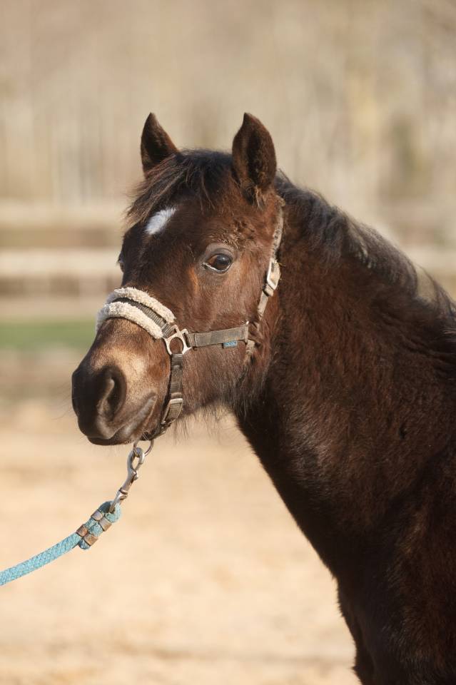 Ruin New Forest Te koop 2025 Isabel ,  L'ancelot du m&eacute;nage