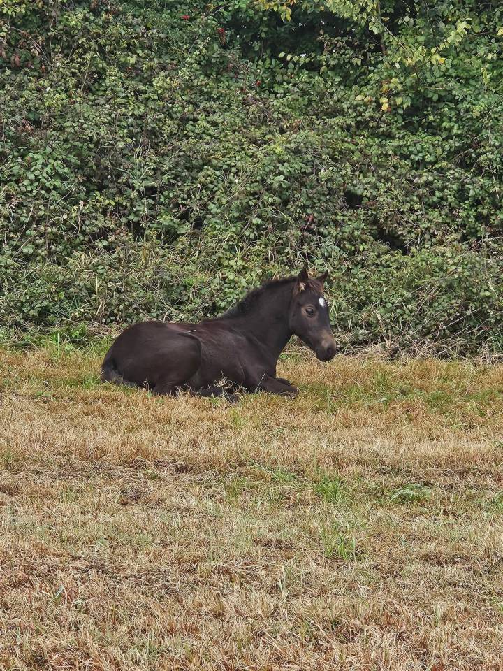 Ruin New Forest Te koop 2025 Isabel ,  L'ancelot du m&eacute;nage