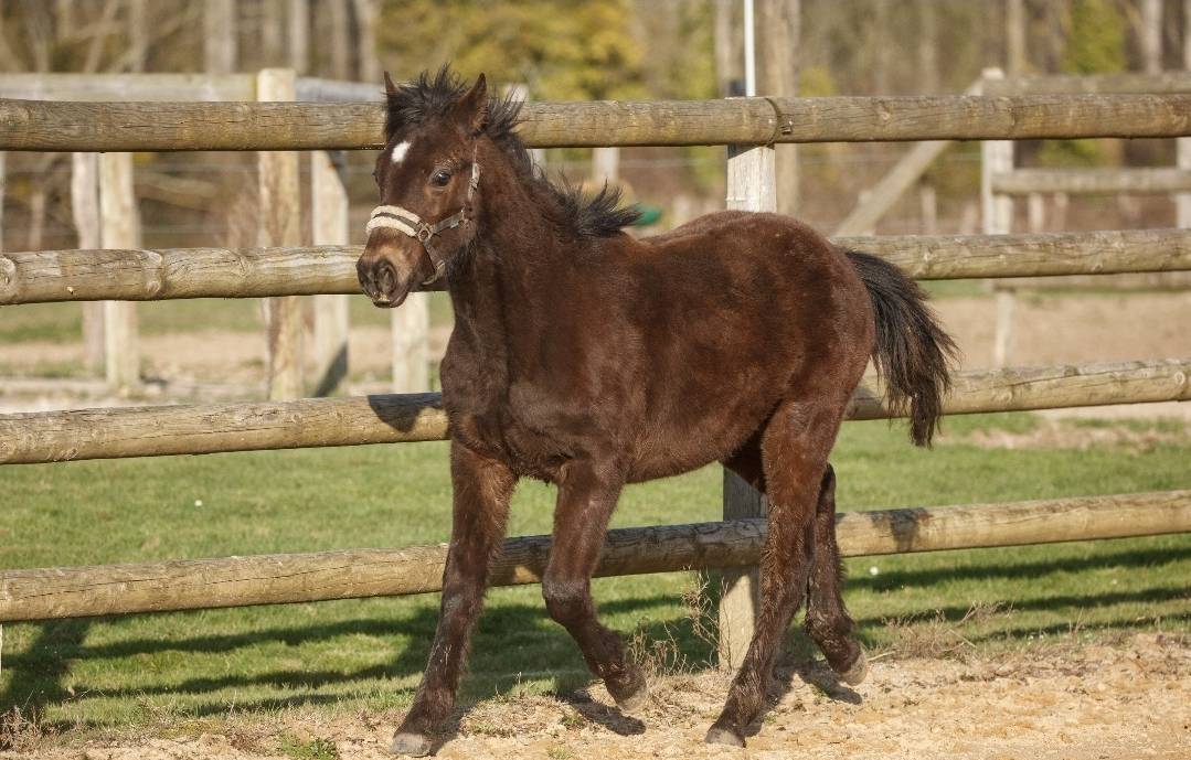 Ruin New Forest Te koop 2025 Isabel ,  L'ancelot du m&eacute;nage