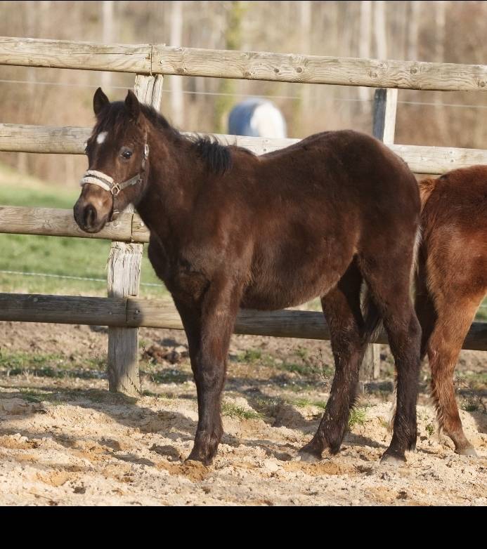 Ruin New Forest Te koop 2025 Isabel ,  L'ancelot du m&eacute;nage