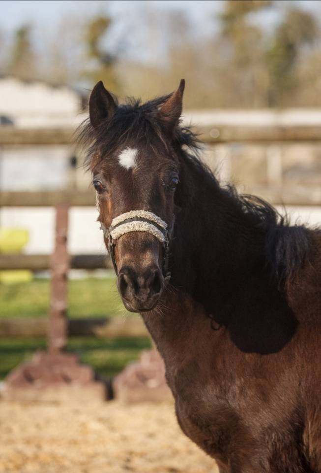 Ruin New Forest Te koop 2025 Isabel ,  L'ancelot du m&eacute;nage