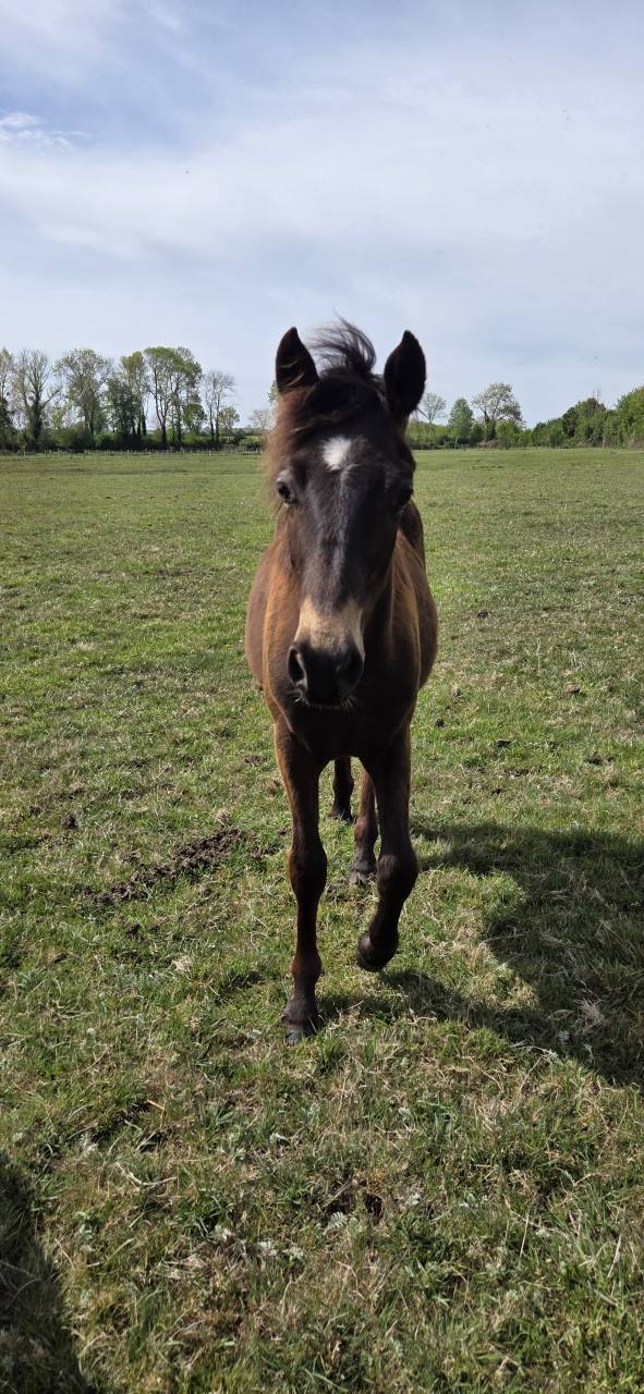 Ruin New Forest Te koop 2025 Isabel ,  L'ancelot du m&eacute;nage