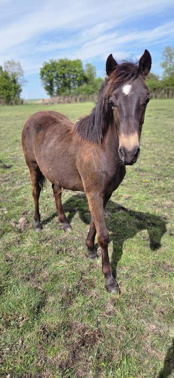 Ruin New Forest Te koop 2025 Isabel ,  L'ancelot du m&eacute;nage