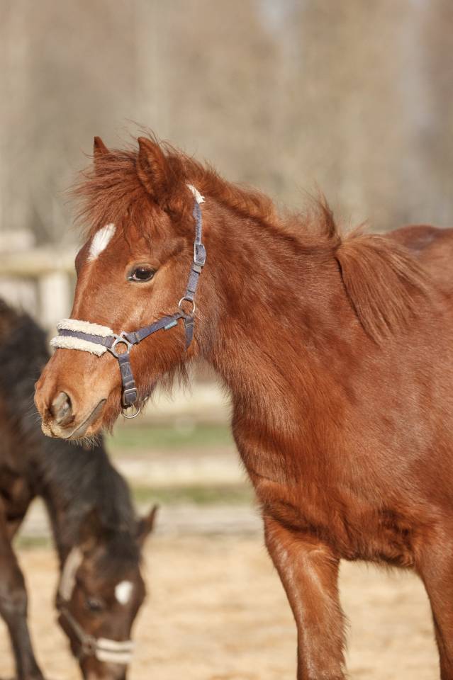 Merrie New Forest Te koop 2025 Vos ,  L'ancelot du m&eacute;nage