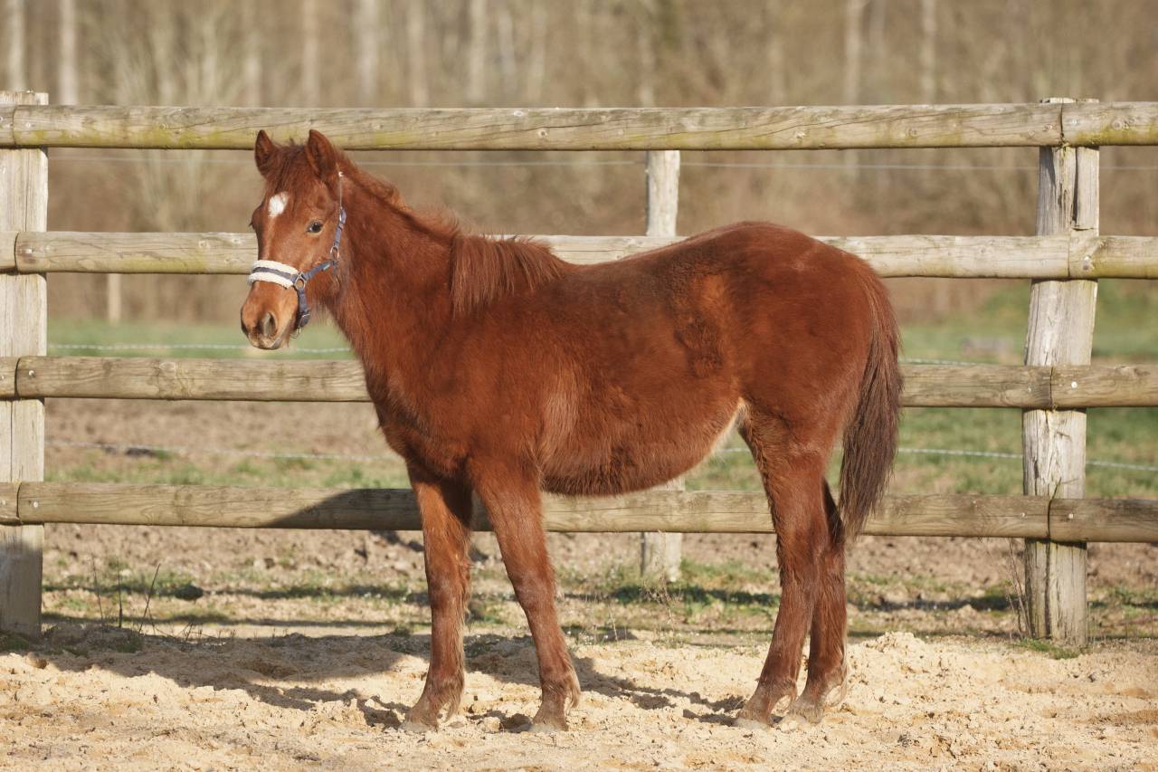 Merrie New Forest Te koop 2025 Vos ,  L'ancelot du m&eacute;nage