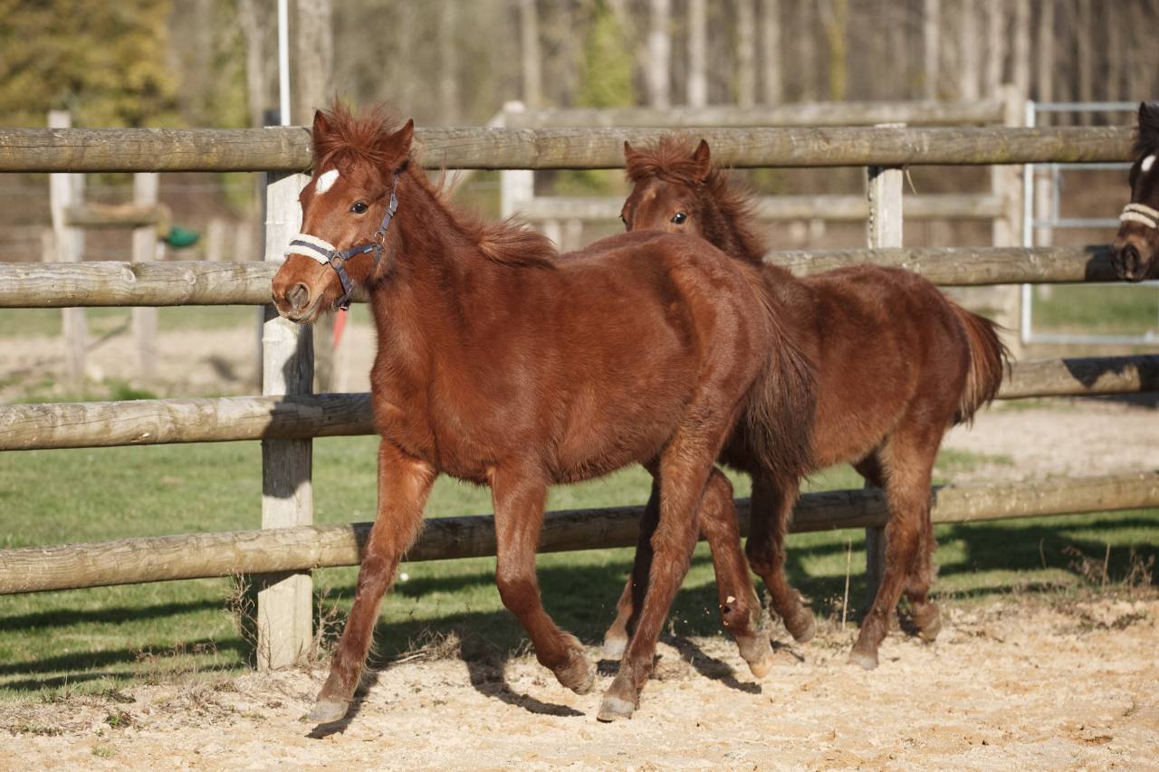 Merrie New Forest Te koop 2025 Vos ,  L'ancelot du m&eacute;nage