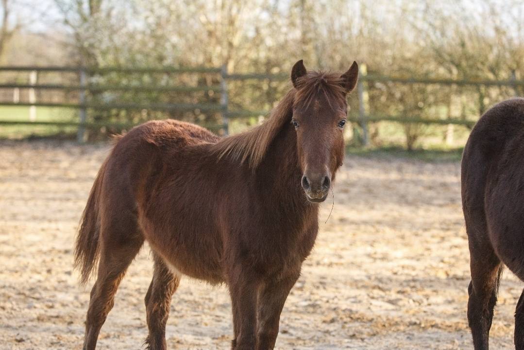 Merrie New Forest Te koop 2025 Vos ,  L'ancelot du m&eacute;nage