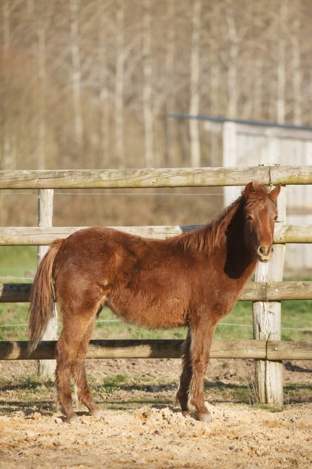 Merrie New Forest Te koop 2025 Vos ,  L'ancelot du m&eacute;nage