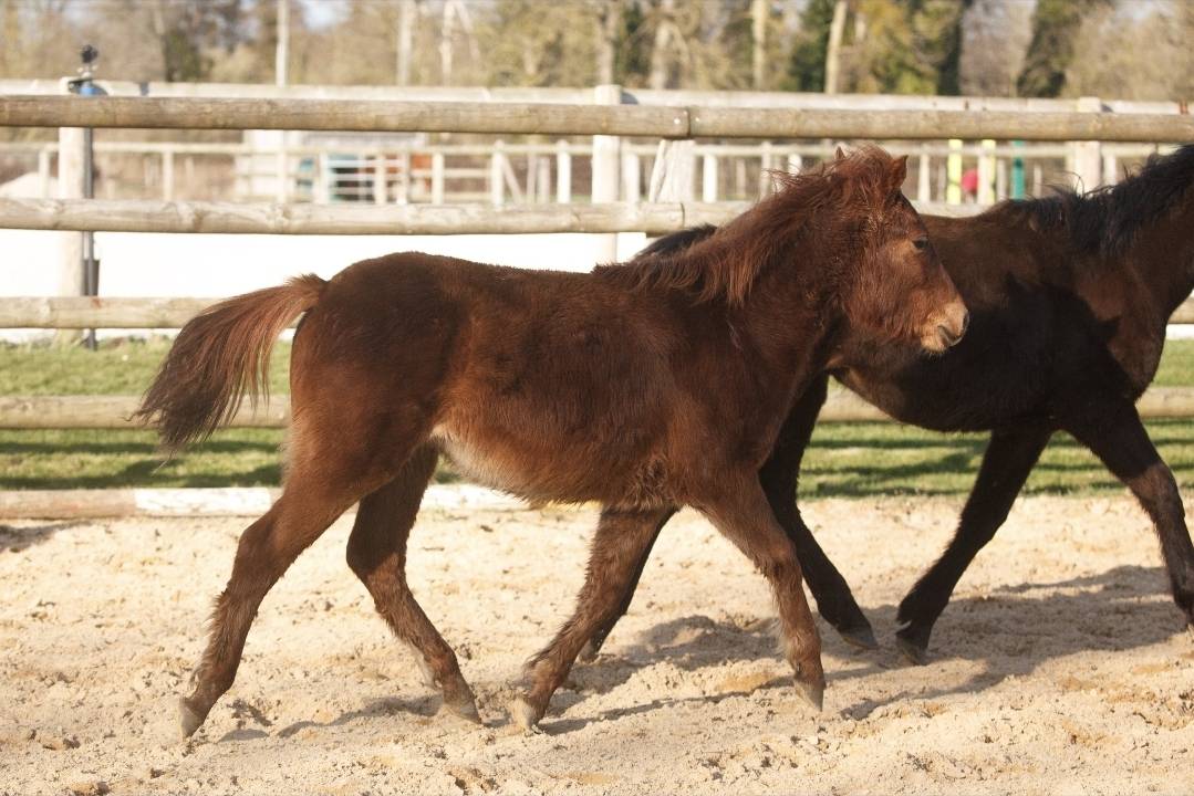 Merrie New Forest Te koop 2025 Vos ,  L'ancelot du m&eacute;nage