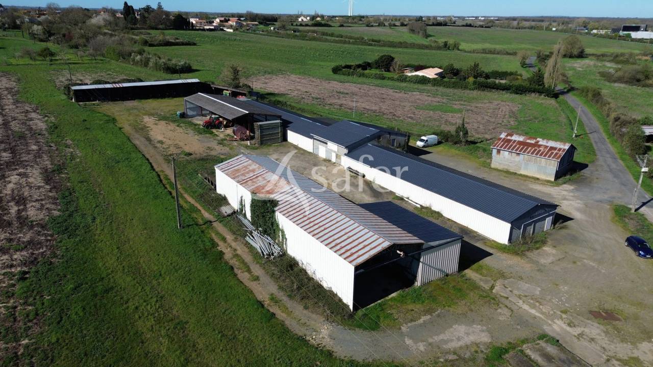 Schapen exploitatie Koop Deux-S&egrave;vres