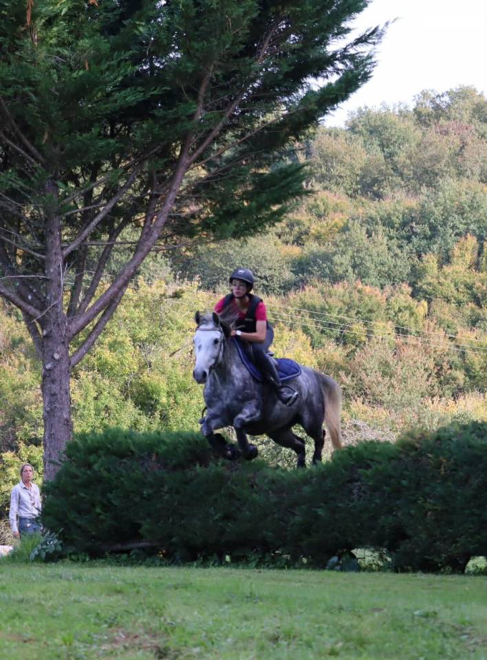 Merrie Franse rijpony PFS Te koop 2019 Schimmel