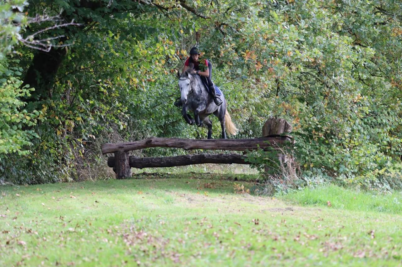 Merrie Franse rijpony PFS Te koop 2019 Schimmel