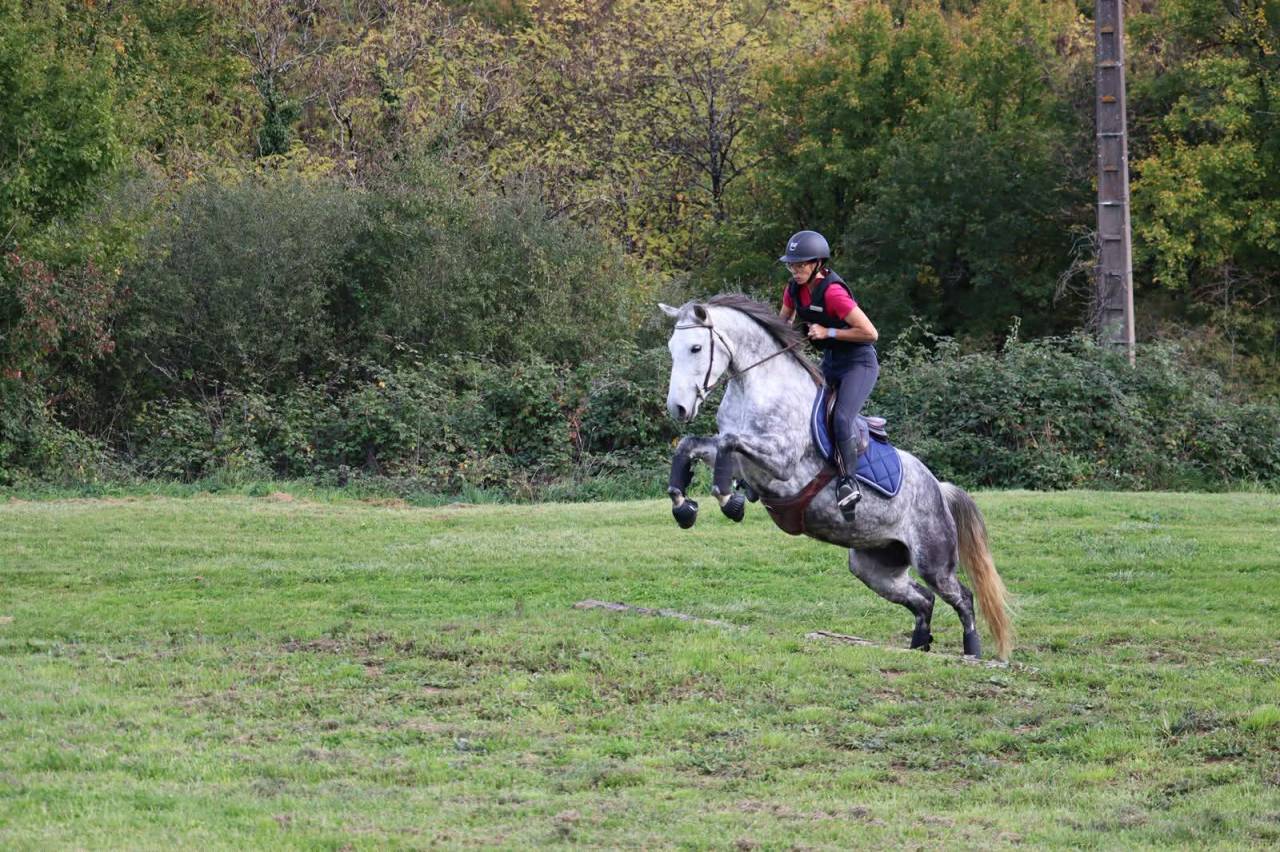 Merrie Franse rijpony PFS Te koop 2019 Schimmel