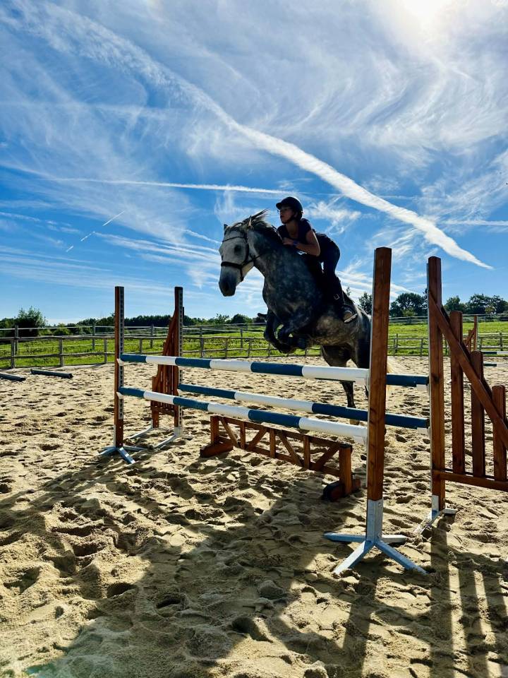 Merrie Franse rijpony PFS Te koop 2019 Schimmel