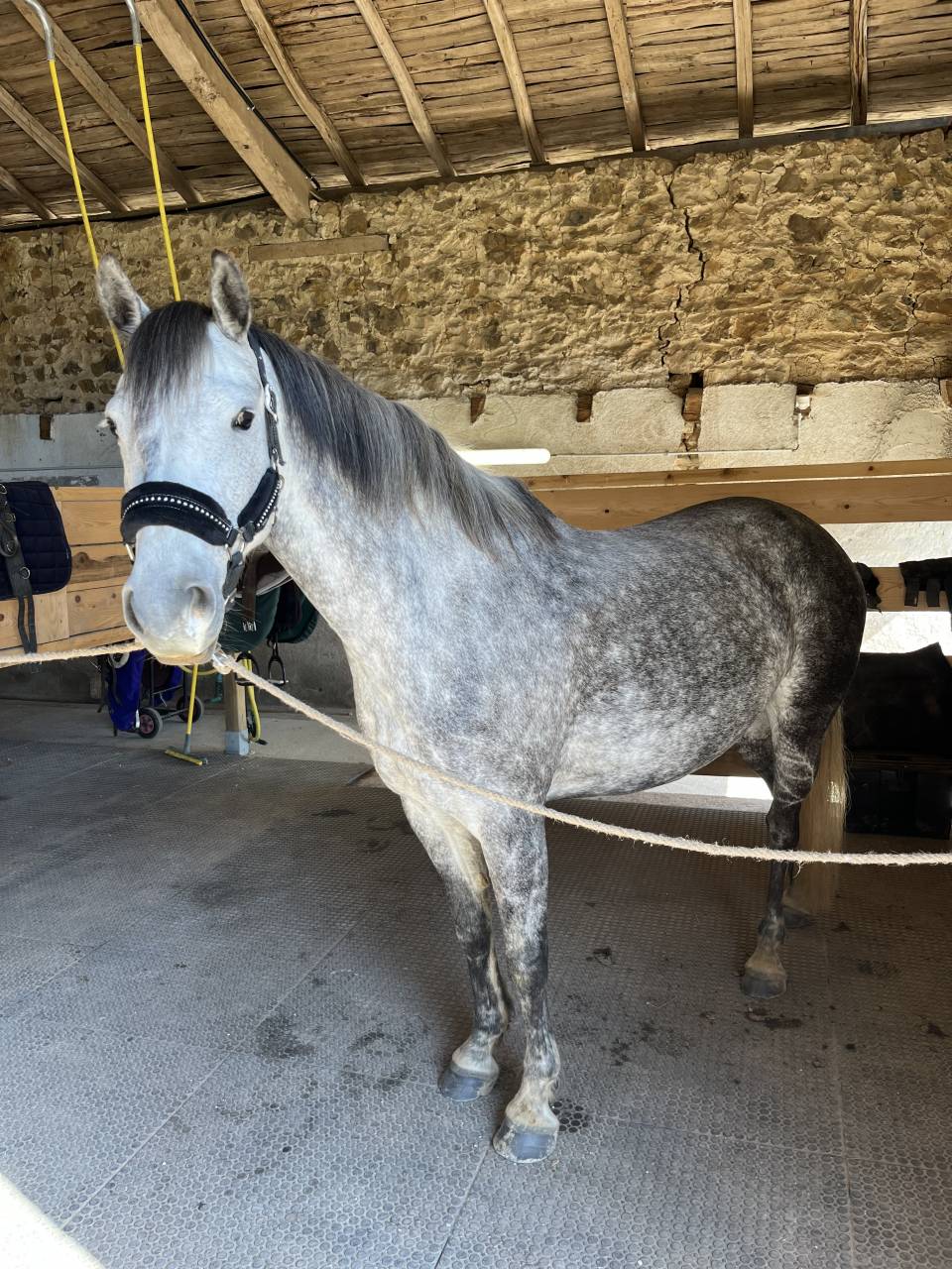 Merrie Franse rijpony PFS Te koop 2019 Schimmel