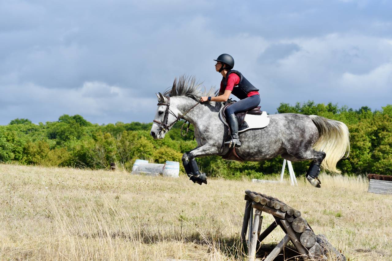 Merrie Franse rijpony PFS Te koop 2019 Schimmel