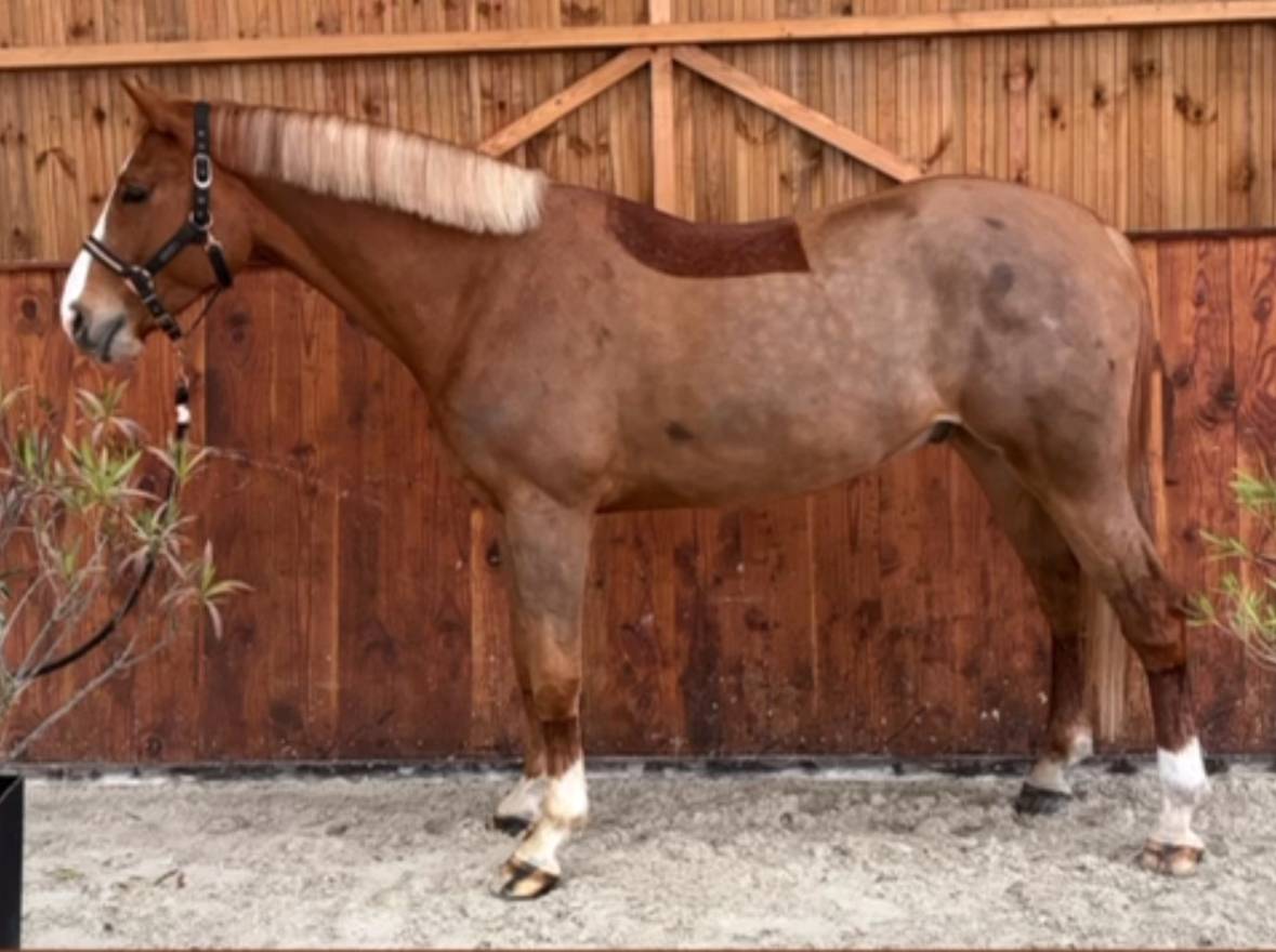 Ruin Zangersheide Te koop 2021 Vos ,  Elvis Ter Putte