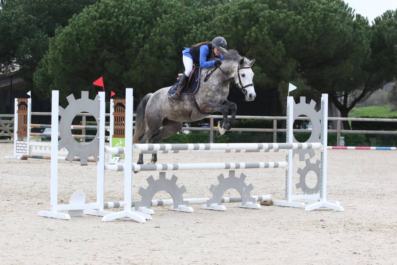 Merrie Franse rijpony PFS Te koop 2020 Schimmel ,  Eros de Vallet