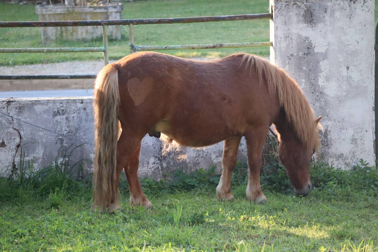 Ruin Shetland Te koop 2019 lichtbruin