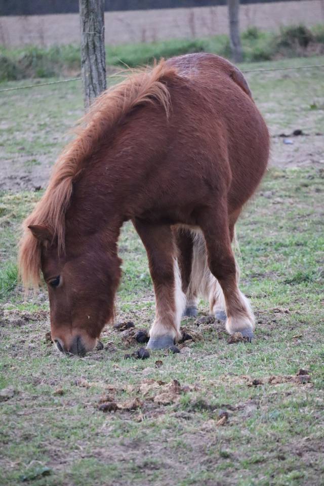 Ruin Shetland Te koop 2019 lichtbruin