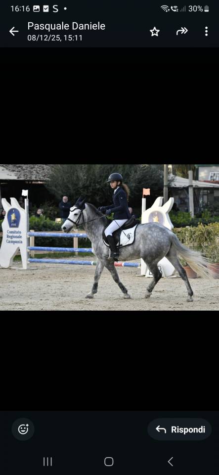 Ruin Andere pony rassen Te koop 2019 Schimmel