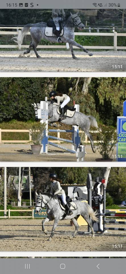 Ruin Andere pony rassen Te koop 2019 Schimmel