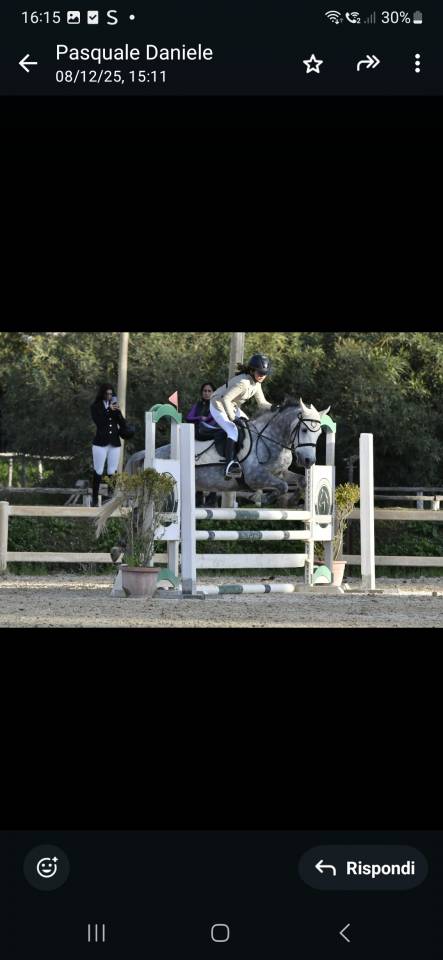 Ruin Andere pony rassen Te koop 2019 Schimmel