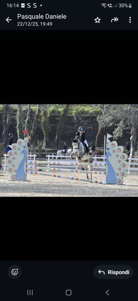 Ruin Andere pony rassen Te koop 2019 Schimmel