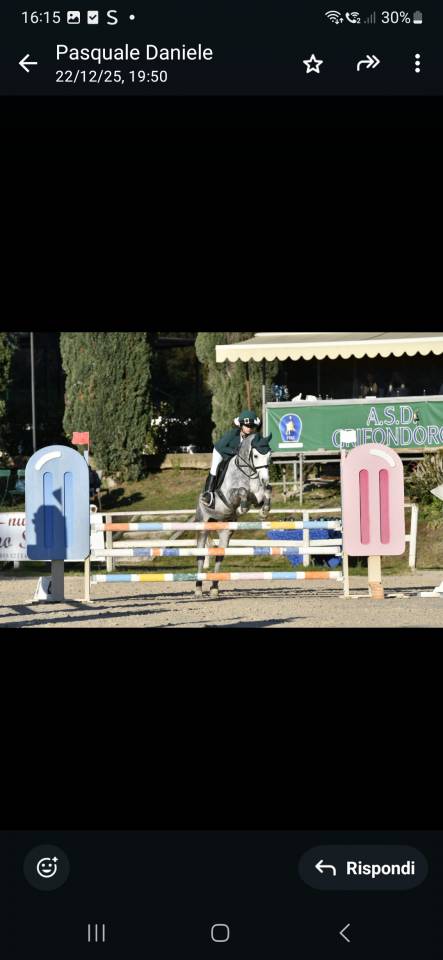 Ruin Andere pony rassen Te koop 2019 Schimmel