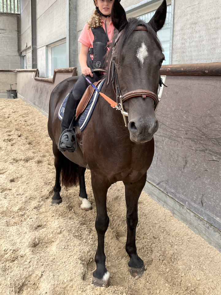 Merrie New Forest Te koop 2010 Zwart