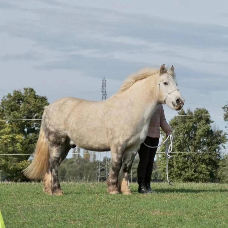 Ruin Ras onbekend Te koop 2015 Schimmel