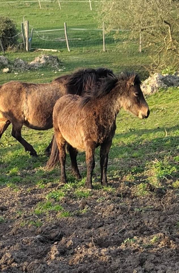 Veulen (ml) New Forest Te koop 2025 Donker bruin / bai ,  UTRILLO D'ARQUETAN