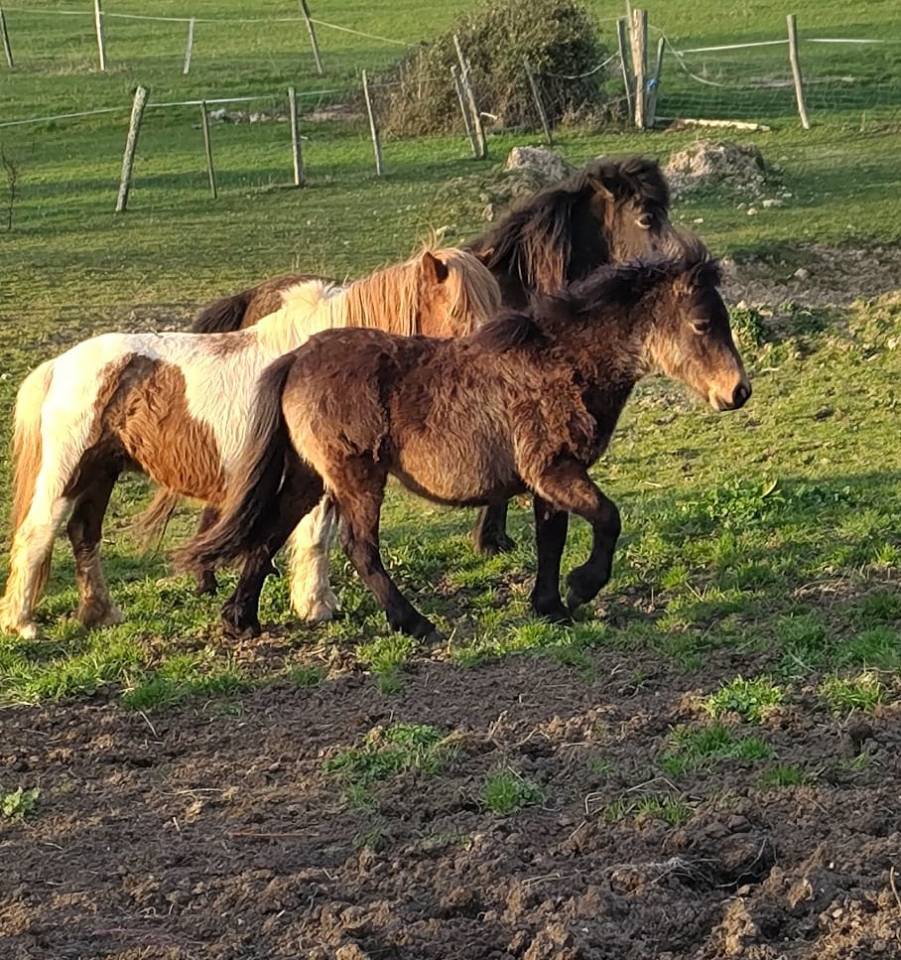 Veulen (ml) New Forest Te koop 2025 Donker bruin / bai ,  UTRILLO D'ARQUETAN