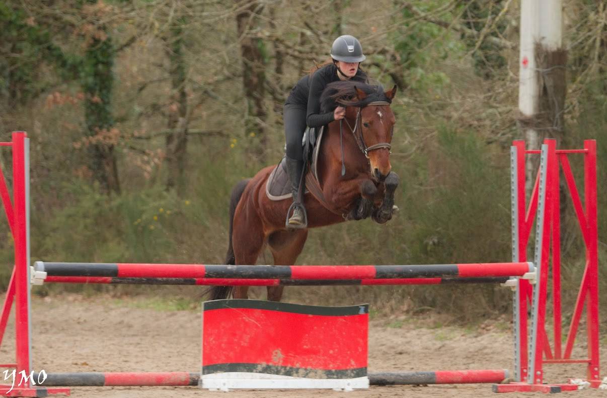 Ruin Franse rijpony PFS Te koop 2021 Donker bruin / bai ,  Champagne d&rsquo;AR cus