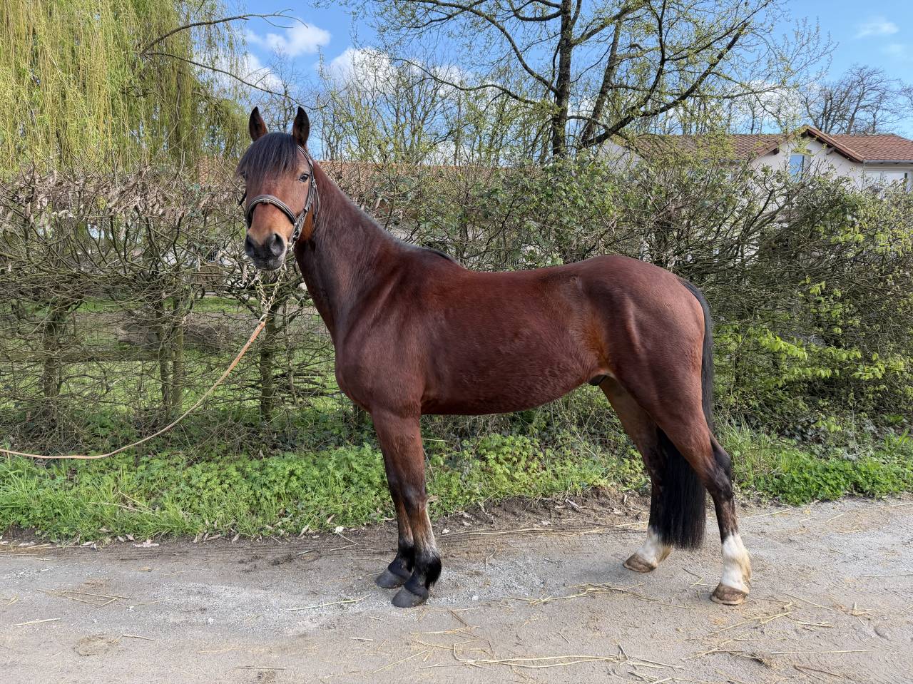 Ruin Franse rijpony PFS Te koop 2021 Donker bruin / bai ,  Champagne d&rsquo;AR cus