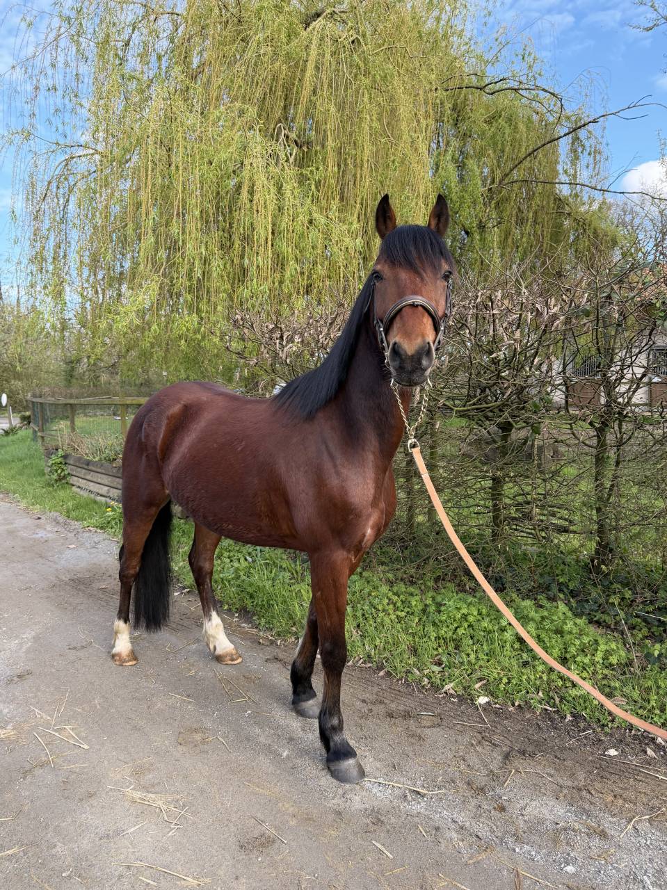 Ruin Franse rijpony PFS Te koop 2021 Donker bruin / bai ,  Champagne d&rsquo;AR cus