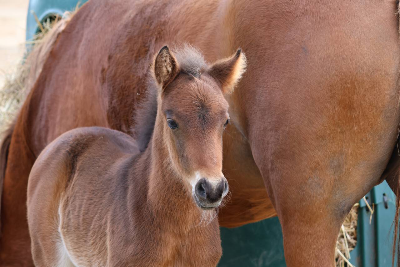 Veulen (ml) Franse rijpony PFS Te koop 2026 Bruin / Bai ,  RM MOST BEAUTIFUL BOY (DEU)