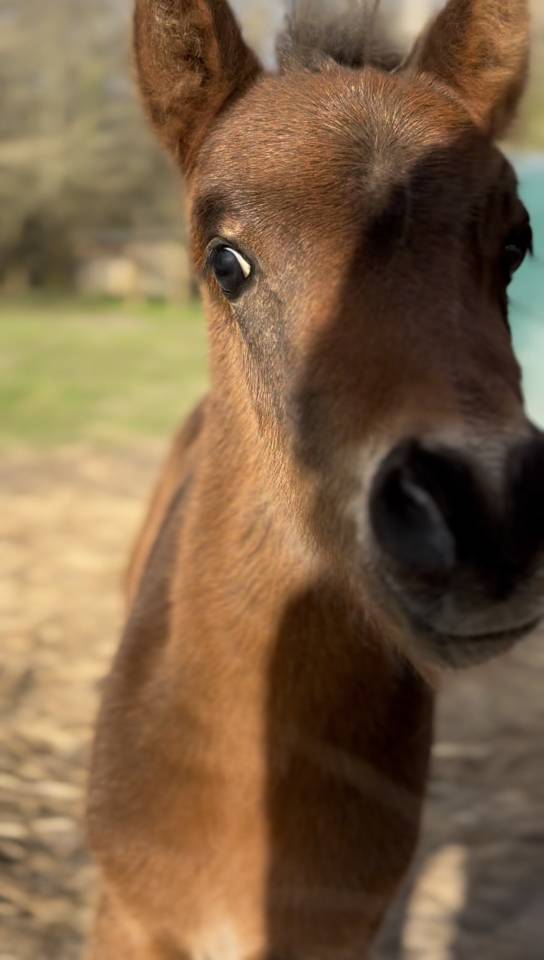 Veulen (ml) Franse rijpony PFS Te koop 2026 Bruin / Bai ,  RM MOST BEAUTIFUL BOY (DEU)