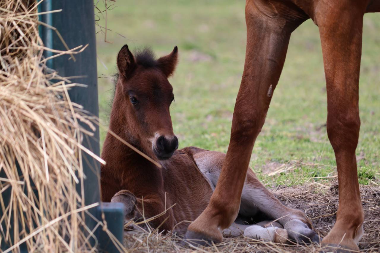 Veulen (ml) Franse rijpony PFS Te koop 2026 Bruin / Bai ,  RM MOST BEAUTIFUL BOY (DEU)