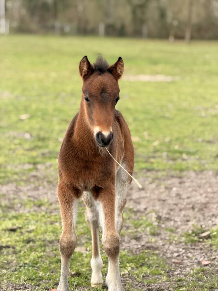 Veulen (ml) Franse rijpony PFS Te koop 2026 Bruin / Bai ,  RM MOST BEAUTIFUL BOY (DEU)